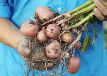 Potatoes SA shares commitment to transformation, sustainability
