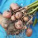 Potatoes SA shares commitment to transformation, sustainability