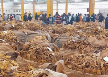 This is how SA’s tobacco industry has gone up in smoke