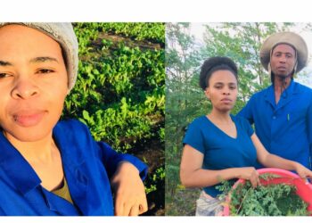 KZN’s Sithole harnesses moringa magic one tree at a time