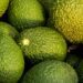 Avocado post-harvest care: Essential tips for new farmers