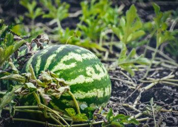 Grow your own: Unlock watermelon’s juicy secrets