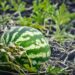 Grow your own: Unlock watermelon’s juicy secrets
