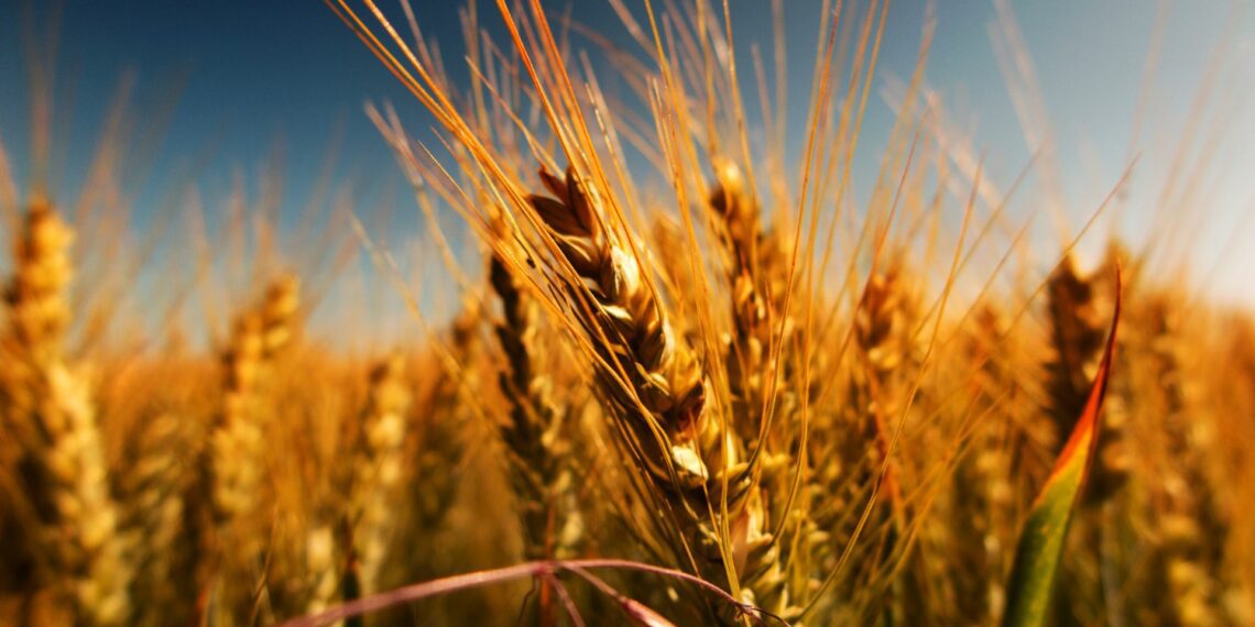 Grain SA says the challenges faced during the winter season, exacerbated by low margins on crops like maize, attributed to international supply dynamics and global price pressures. Photo: Supplied/Food For Mzansi