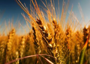 Grain SA says the challenges faced during the winter season, exacerbated by low margins on crops like maize, attributed to international supply dynamics and global price pressures. Photo: Supplied/Food For Mzansi