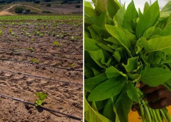 Amaranth: Explore the farming potential of this indigenous crop