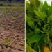 Amaranth: Explore the farming potential of this indigenous crop
