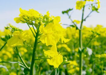Southern Oil digs deep into the opportunities in canola farming