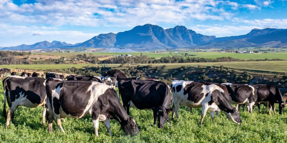 South Africa’s dairy industry faces major challenges but continues to push for transformation, innovation, and stronger government collaboration. Photo: Supplied/Food For Mzansi