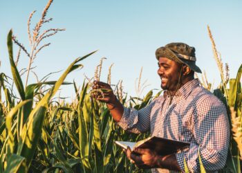 New research highlights the potential of climate-smart agriculture interventions to reduce greenhouse gas emissions in South African rainfed agriculture. Photo: Supplied/Food For Mzansi