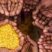Food is available, but can everyone access it? North West grapples with hidden dimensions of food insecurity. Photo: Supplied/Food For Mzansi