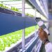 InteliGro bolsters its agricultural prowess with the integration of InteliSeed, expanding its seed offerings and enhancing its commitment to sustainable crop solutions in South Africa and Namibia. Photo: Supplied/Food For Mzansi