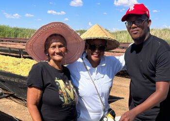 Beekeeping and wine: Moedi Wines’ blend heads to Germany