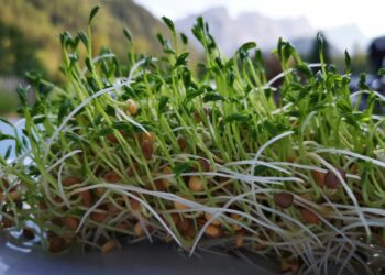 Grow your own lentils and unlock nutritional excellence
