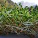 Grow your own lentils and unlock nutritional excellence