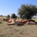 Redwater disease strikes: Cattle farmers suffer devastating losses