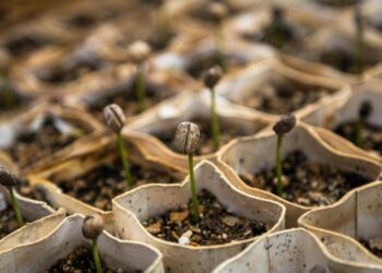 Gene editing: Time for SA to embrace plant breeding innovations