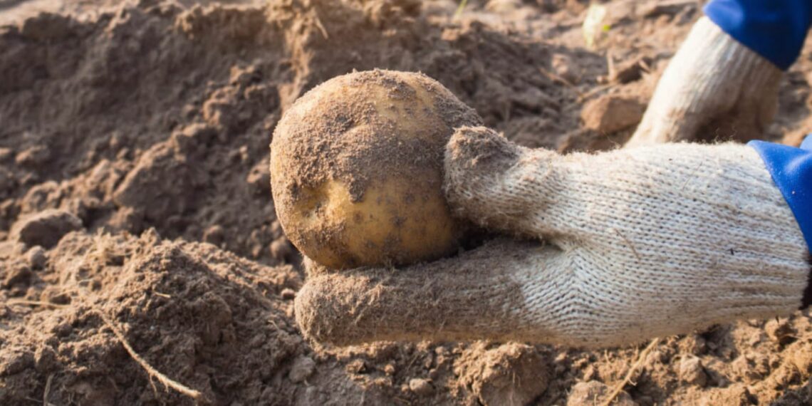 Healthy soil leads to healthy crops. Learn how proper soil management can enhance crop yields, nutrient uptake, and environmental sustainability. Photo: AECI Plant Health