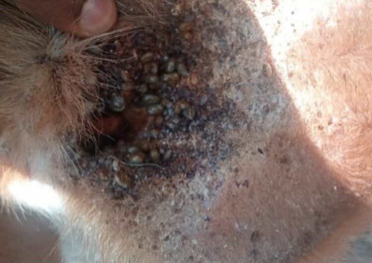 Ask Afrivet: Top tips on tick bite management in livestock - Food For ...