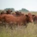 Ask Afrivet: Top tips on tick bite management in livestock