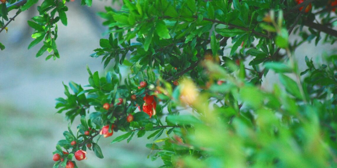 This week’s events include a pomegranate festival. Come and enjoy beautiful and fresh pomegranates and relax in the gardens with food and drinks for sale. Have fun in the sun walking or running through a trail of the Ubali pomegranate farm. Photo: Supplied/Unsplash
