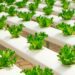 Hydroponics beginner’s guide: Grow more crops in less space