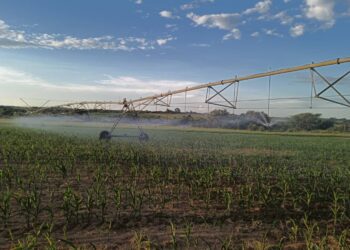 Agriculture innovation has come under the spotlight amid local challenges. Photo: Supplied/Hamond Motsi