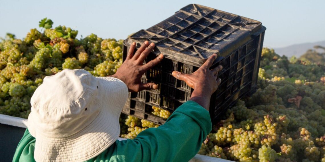 South Africa Wine said the proposed excise tax hike threatens industry recovery, investment, and job security.
Photo: South Africa Wine