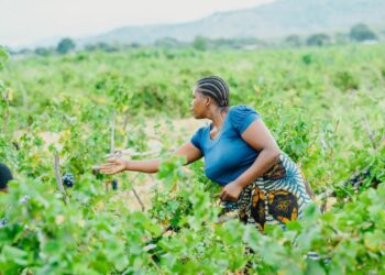 Agri SA unveils Women in Farming 3.0: Scaling up, sharing skills