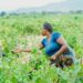 Agri SA unveils Women in Farming 3.0: Scaling up, sharing skills
