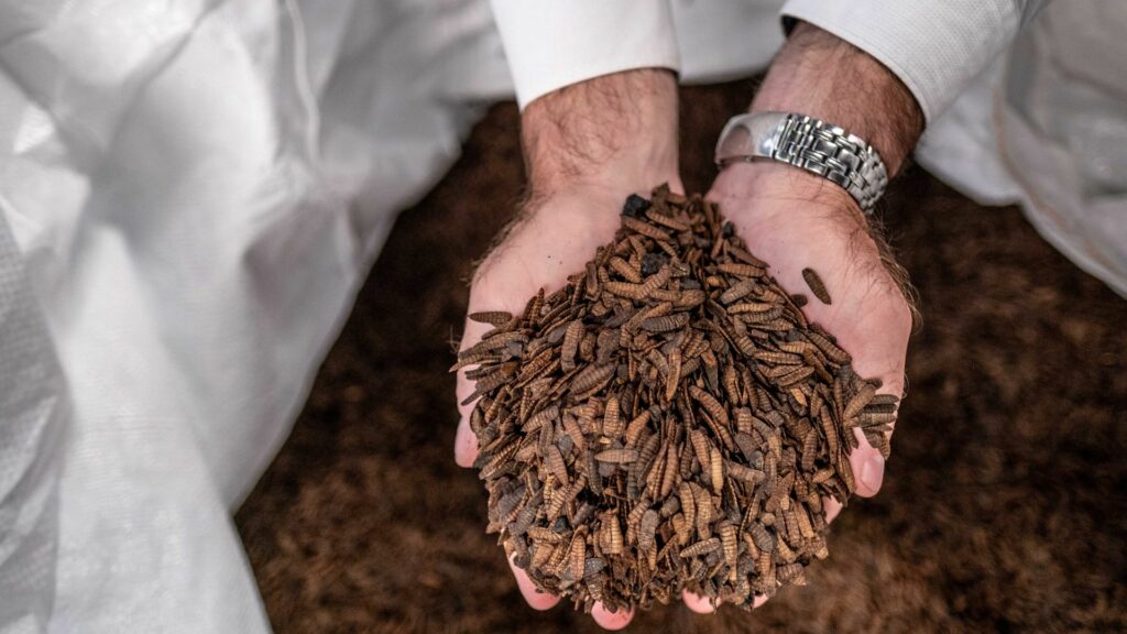Meet the Maltento marvels: These industrious black soldier fly larvae are nature’s decomposers, turning food waste into valuable protein for animals. Photo: Supplied/Food For Mzansi