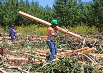 World of wood: Discover forestry’s treasures from trees to tech