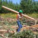 World of wood: Discover forestry’s treasures from trees to tech
