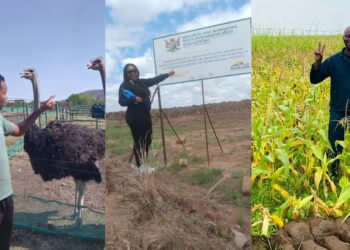 Elections 2024: Farmers voice fears, frustrations and expectations