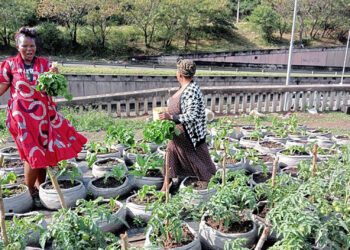 KZN agricultural hubs cultivate hope amidst unemployment