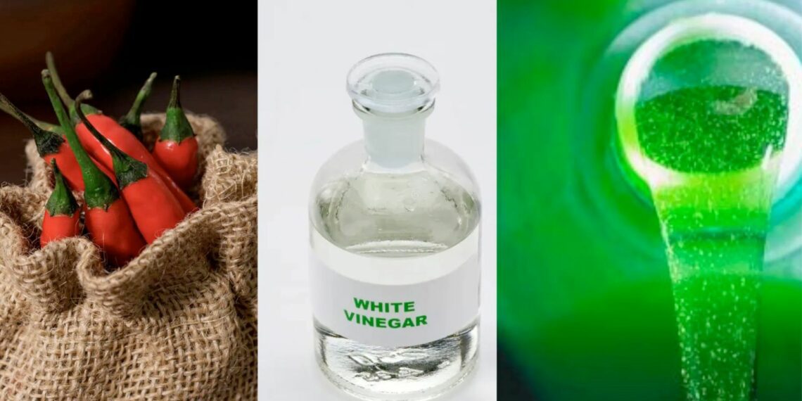 Discover the benefits of homemade pest control solutions and say goodbye to harmful chemicals. Photo: Supplied/Health For Mzansi