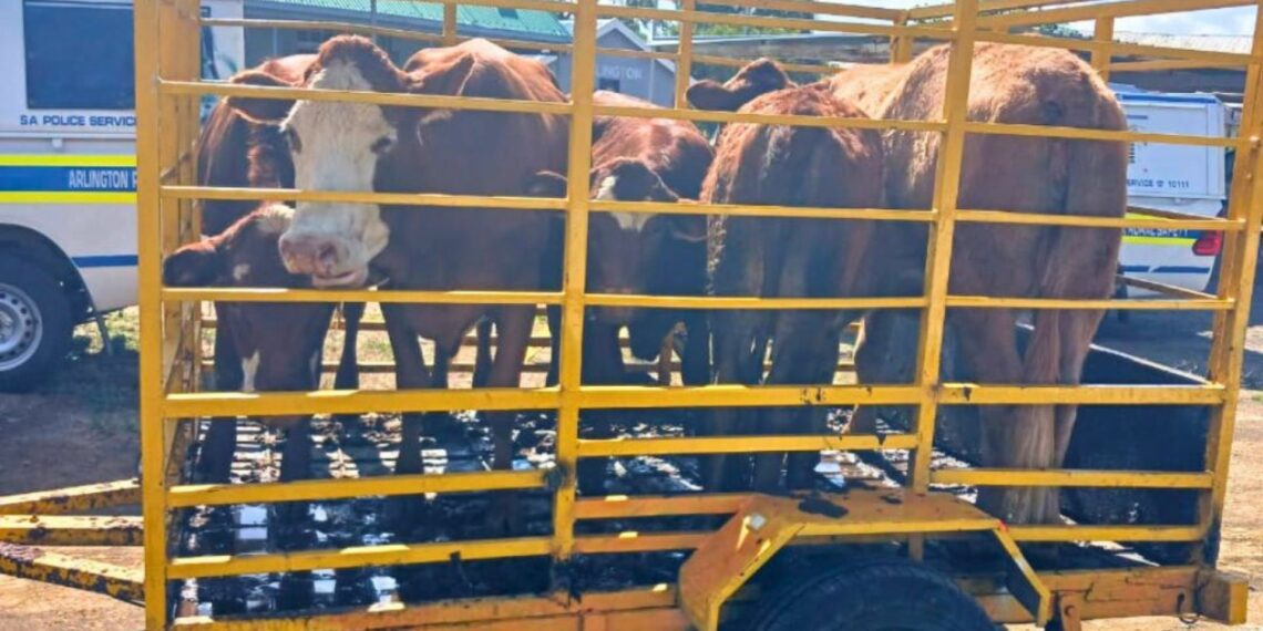 Livestock theft remains one of the biggest challenges for farmers in SA. Photo: Supplied/Food For Mzansi