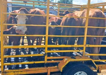 Livestock theft remains one of the biggest challenges for farmers in SA. Photo: Supplied/Food For Mzansi
