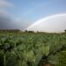 Elections 2024: Major political parties address food insecurity