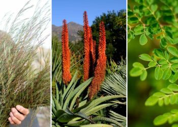 Explore nature’s pharmacy with these top medicinal plants