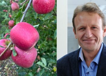 ICYMI: WC apple and pear harvest looks fruitful