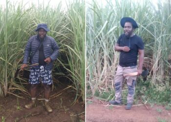 Dedicated Mhlongo restores father’s sugarcane farm and legacy