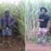 Dedicated Mhlongo restores father’s sugarcane farm and legacy
