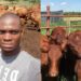 First-gen NW farmer Tumelo builds and breeds his livestock dream
