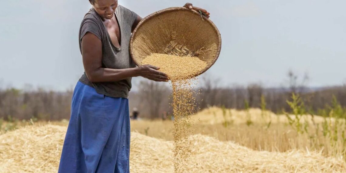 A farmer winnows freshly harvested wheat at the Tshongokwe irrigation scheme in Lupane in Matabeleland North, Zimbabwe. Photo: Zinyange Auntony/New Frame