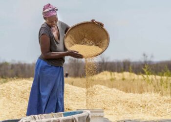 Zim’s new ZiG currency: Agriculture markets brace for impact