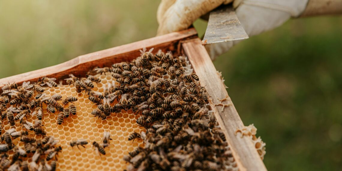 It is Youth Day and this week’s agri events include a rose pruning demo, a livestock auction, the Food For Mzansi Gather to Grow Instagram Live, a practical intermediate beekeeping course, a African Media Perspectives event, and a youth in agri workshop. Photo: Supplied/Food For Mzansi