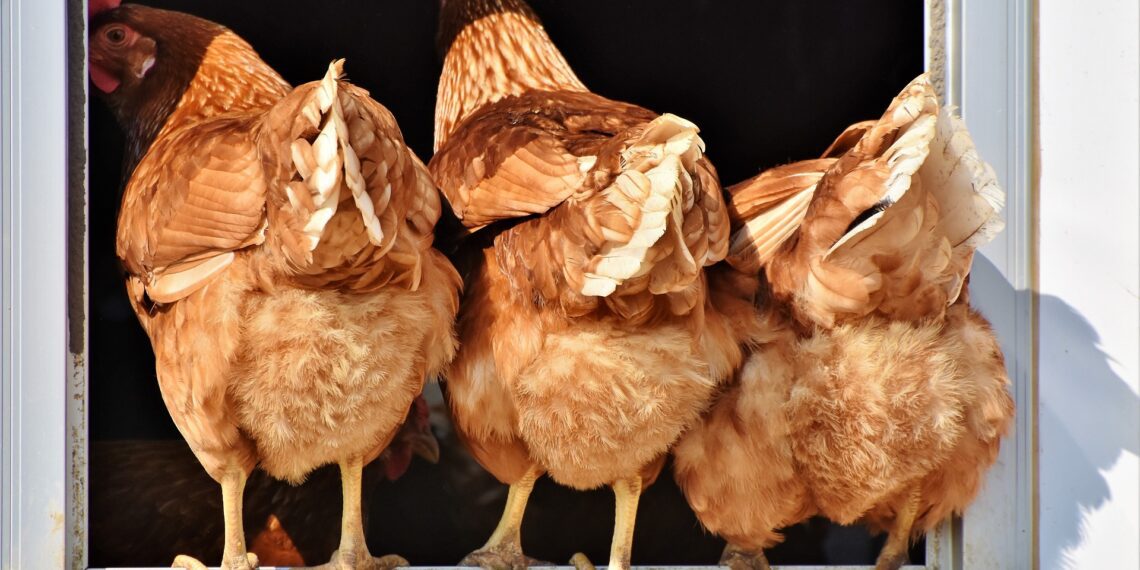 Innovators are turning chicken waste into liquid gold, providing sustainable solutions for farmers and addressing environmental concerns. Photo: Pixabay