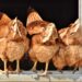 Transforming chicken manure into farming treasure