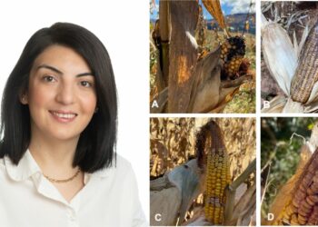 Mycotoxin menace: Threat to Eastern Cape’s maize supply
